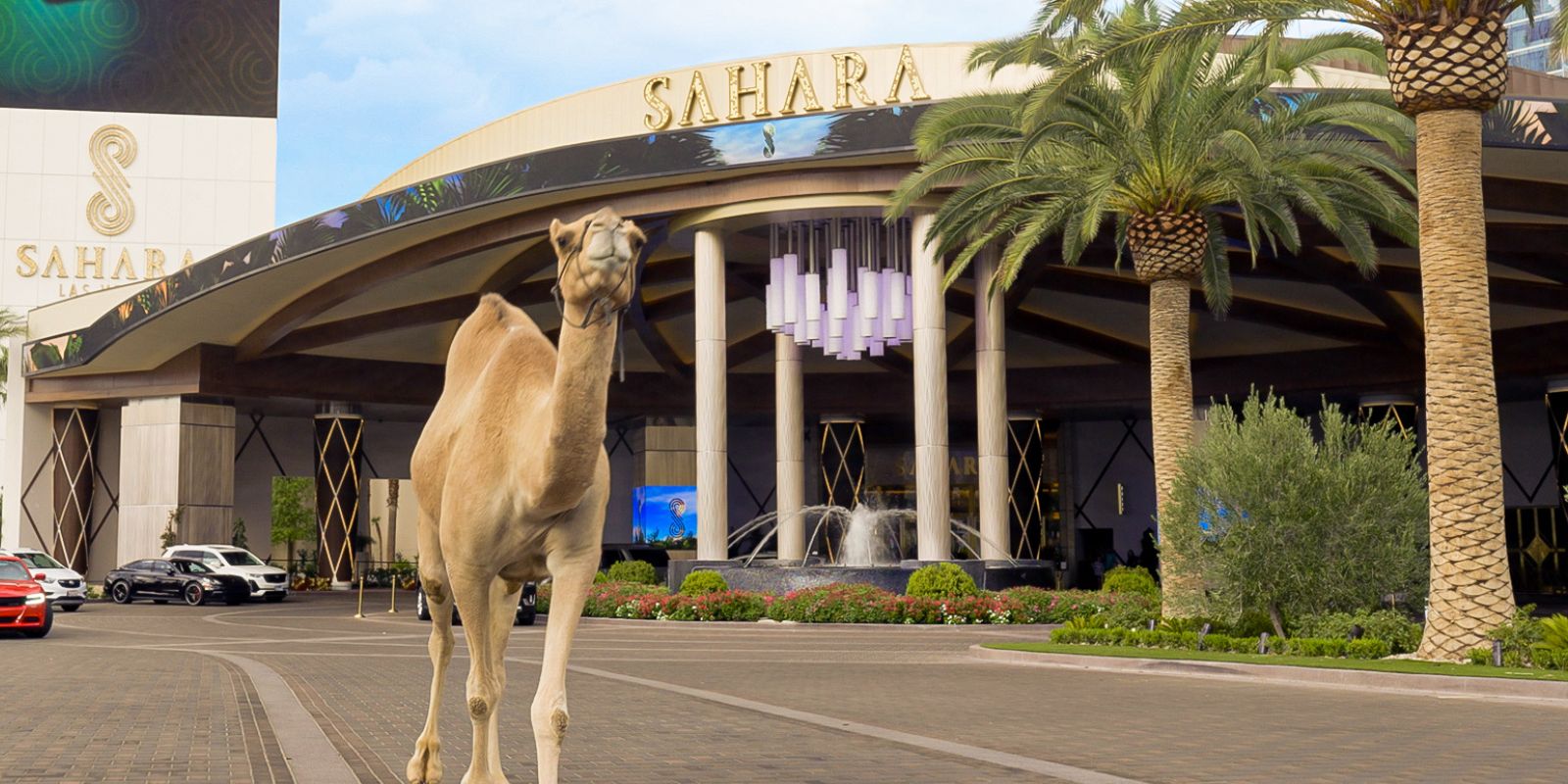 A camel walking outside of SAHARA Las Vegas