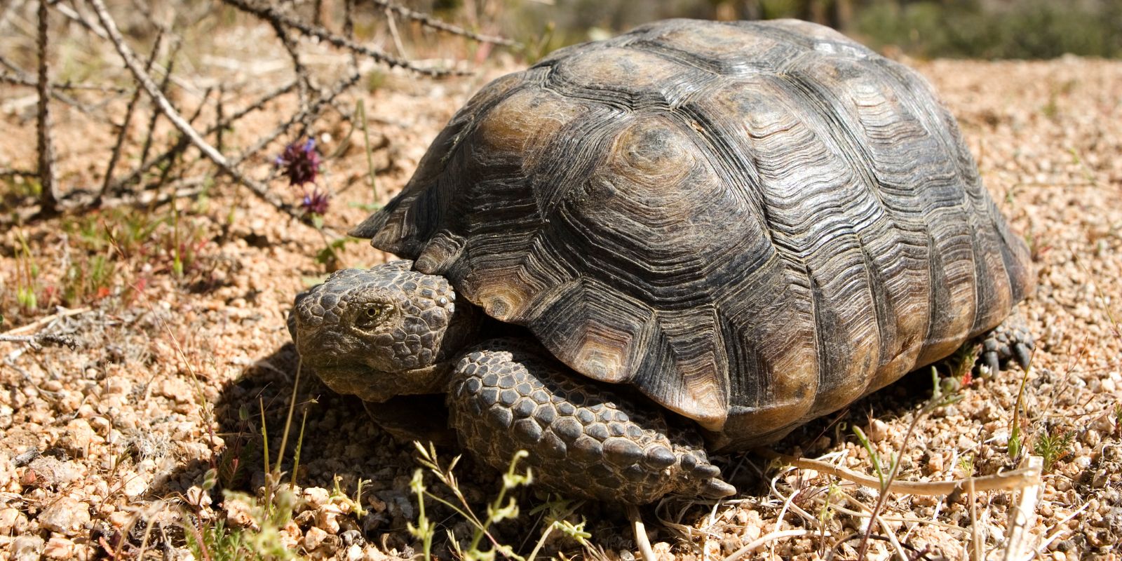 A picture of a desert tortoise with landscape behind it